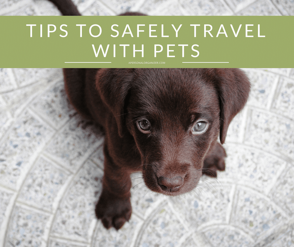 A brown puppy with soulful eyes looks up at the camera while sitting on a patterned floor. Above the puppy, a green banner with white text reads, "Tips to Safely Travel with Pets.