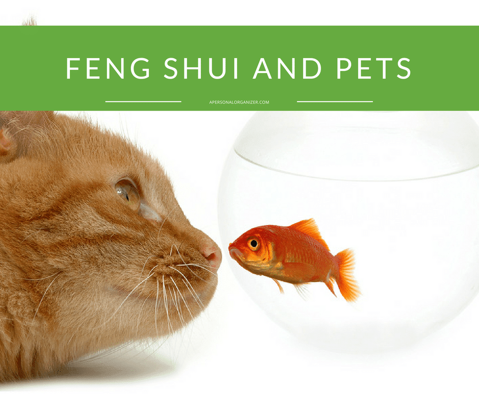 A close-up of a cat staring intently at an orange goldfish in a round fishbowl. The image, perfectly capturing the harmony of feng shui and pets, is labeled "Feng Shui and Pets" with a green banner at the top.