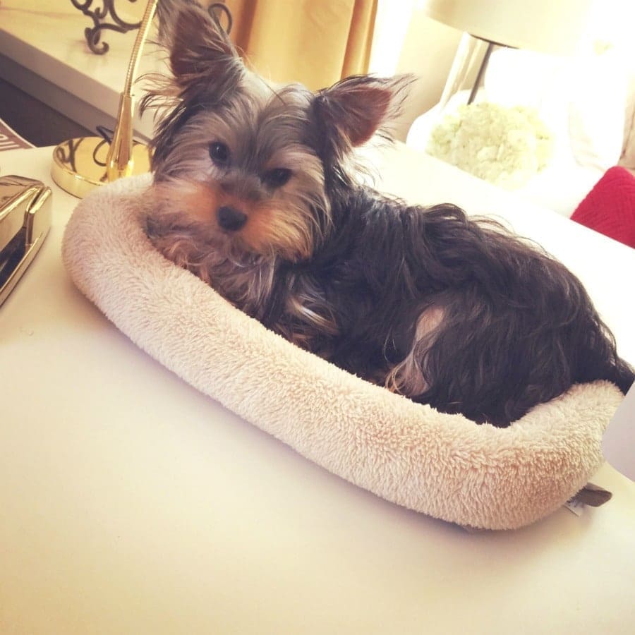 Organizing tips to bring a new dog home. Organizing tips to bring a new dog home.