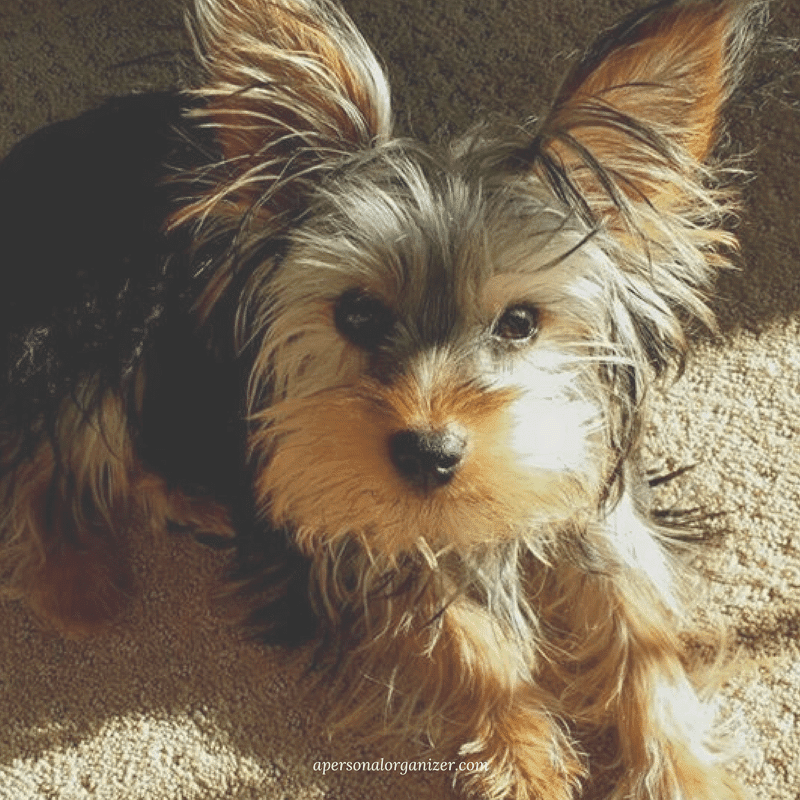 A small Yorkshire Terrier with long, shiny fur and large ears sits on a sunlit carpet in a home organized for a new dog. The dog has a curious expression and appears to be looking directly at the camera.