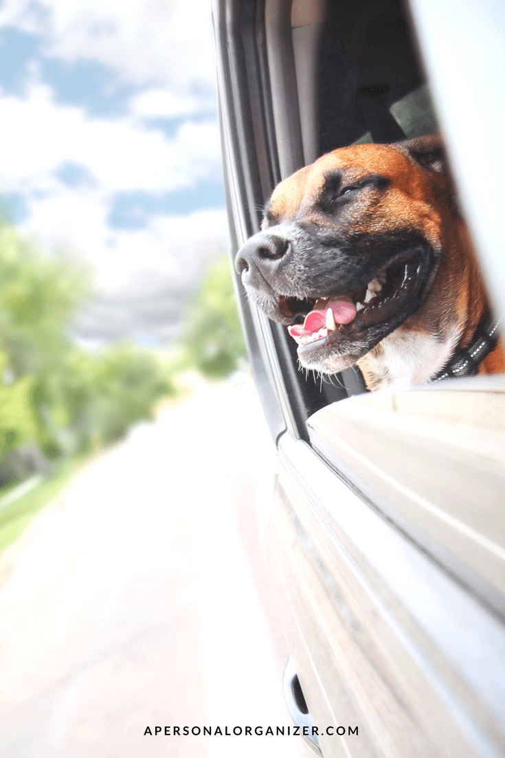 A joyful dog with its head out of a car window, enjoying the breeze while traveling with your pet. The dog has its eyes closed and appears to be smiling. The background shows a blurry view of trees and a bright sky. The bottom text reads "APERSONALORGANIZER.COM.